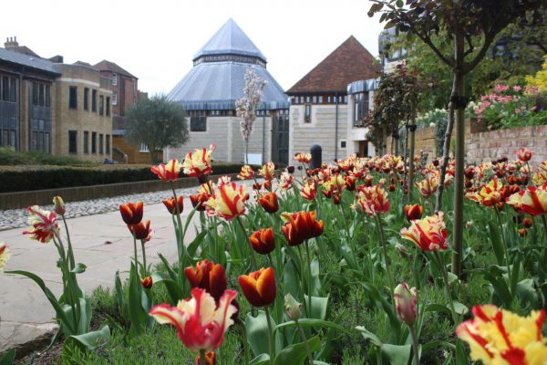 Springtime Tulips